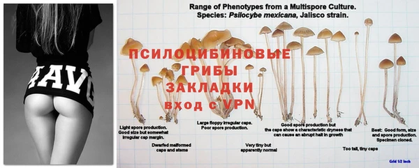 ПСИЛОЦИБИНОВЫЕ ГРИБЫ Балахна